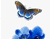 Niebieskie motyle fruwające Nowy