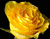 Veľké žlté ruže
