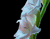 흰색 꽃 빛나는