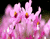 Ružové Sedmokrásky