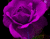 Purple Roses besar