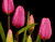 Рожеві тюльпани Новий