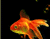 Слатка Наранџаста Златна рибица