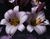 الأرجواني زهرة الزنبق