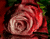 Hoa hồng run rẩy