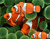 Drăguț Orange Fish