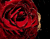 Rosas de terciopelo rojo