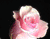 Roses de velours rose