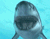 نهنگ وحشی