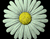 Hoa cúc trắng