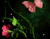 Roz fluturi și flori 01
