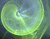 Grønn Swirl