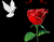Trandafiri roșii și porumbei