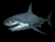 Grå Shark
