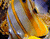Жълти и бяла риба