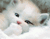 חתלתול לבן חמוד 02