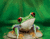 Confuso Frog 01