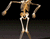 Lei Skeleton 01