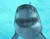 Shark effrayant 01