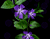Purple Flori 03