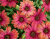 Рожеві квіти 01