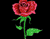 Rose lumineux unique