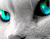 Cute Žalioji Eyed Cat