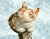 Kollane Kass ja lumi