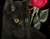 Black Cat Ve Kırmızı Güller