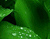 Foglie verdi e gocce d&#39;acqua