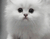 Cute Cat de bumbac 01