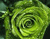 Green Rose 01