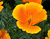 Orange Gėlės