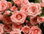 Világos színű rózsák
