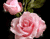Ярки розови рози 01