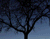 Fekete fa