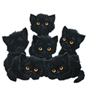 لطيف القطط السوداء