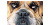 بوکسور چهره سگ
