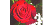 زیبا گل رز 02