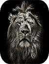 Lion King CM Locker