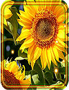 Sunflowers Summer