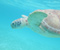 Šnorchlovanie s morské korytnačky