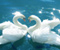 Любовна Swans
