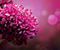 Pink Purple Skaisti Ziedi