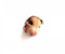 Meraklı Hamster Zencefil