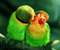 Roztomilých pôvabný Papagáje