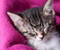 Сонний кошеня на рожевий рушник
