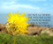Flower Quotes 01