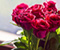 Червона троянда Букет
