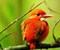 Kingfisher Мадагаскар пигмей Red